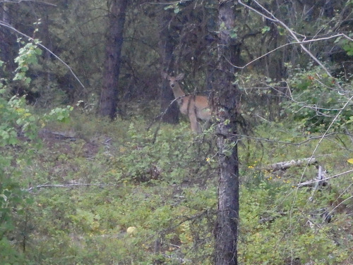 GDMBR: Deer (Richmond Peak area, MT).